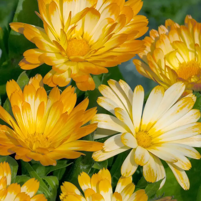 Oopsy Daisy Calendula Flower Seeds 1