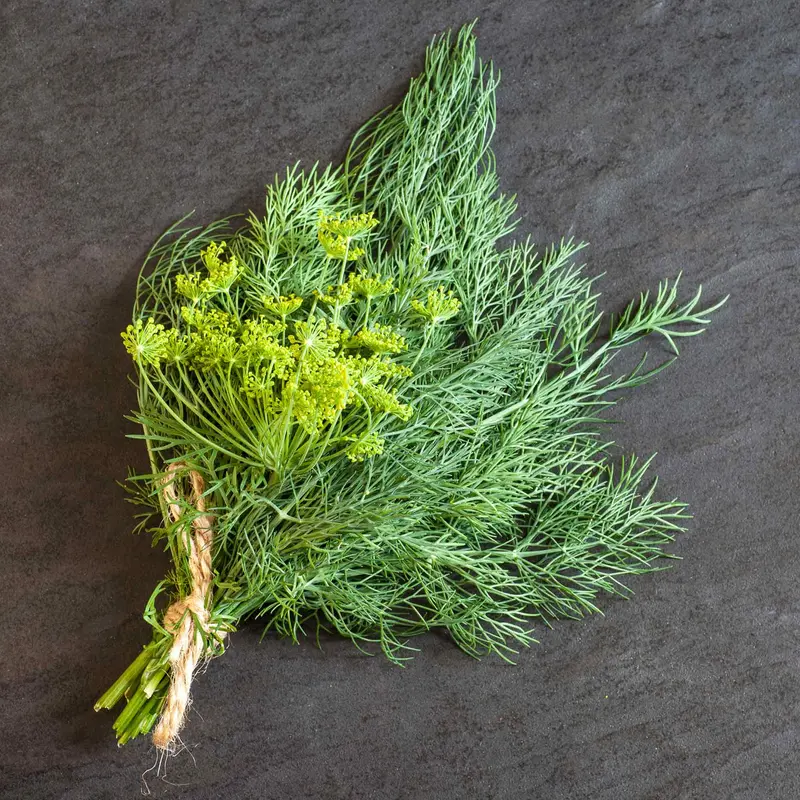 Organic Dill 'Thalia' Culinary Herb Seeds 1