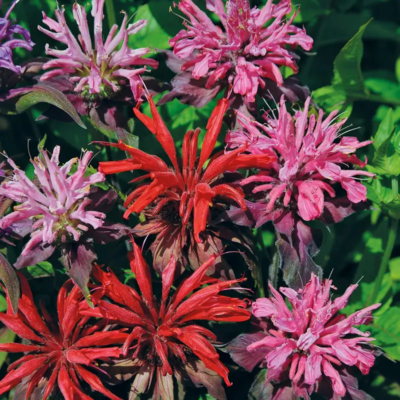 Panorama Red Monarda Seeds – Didyma Cultivar 1