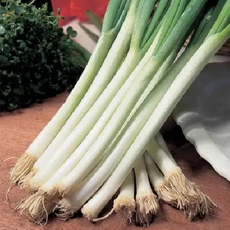 Parade Spring Onion Seeds – Bunching, Bolt-Resistant Type 1