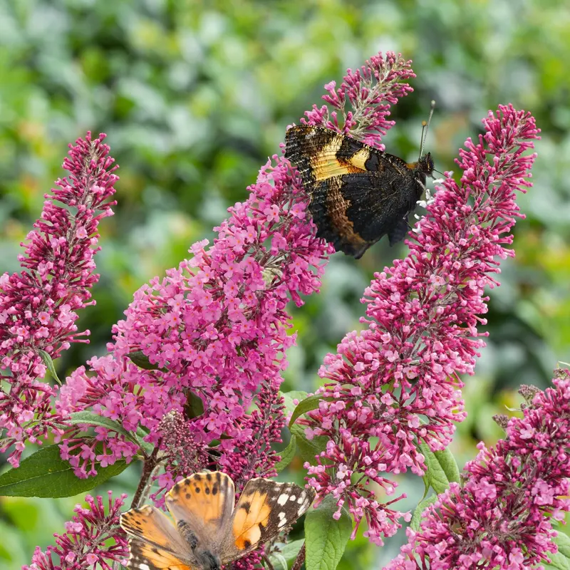 Pink Delight Butterfly Bush (Buddleja Davidii) 1