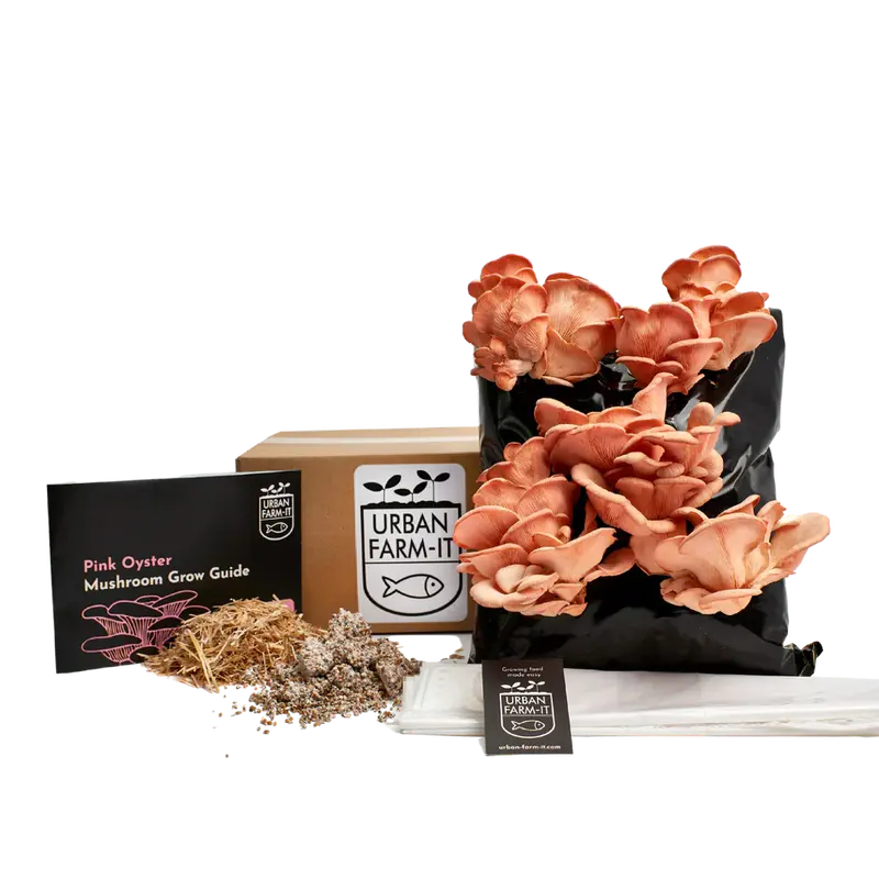 Pink Oyster Mushroom Growing Kit – Vibrant, Fast-Fruiting Cultivar 1