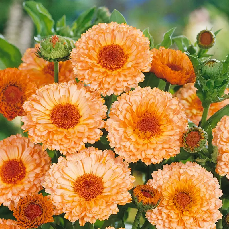 Pink Surprise Calendula Seeds 1