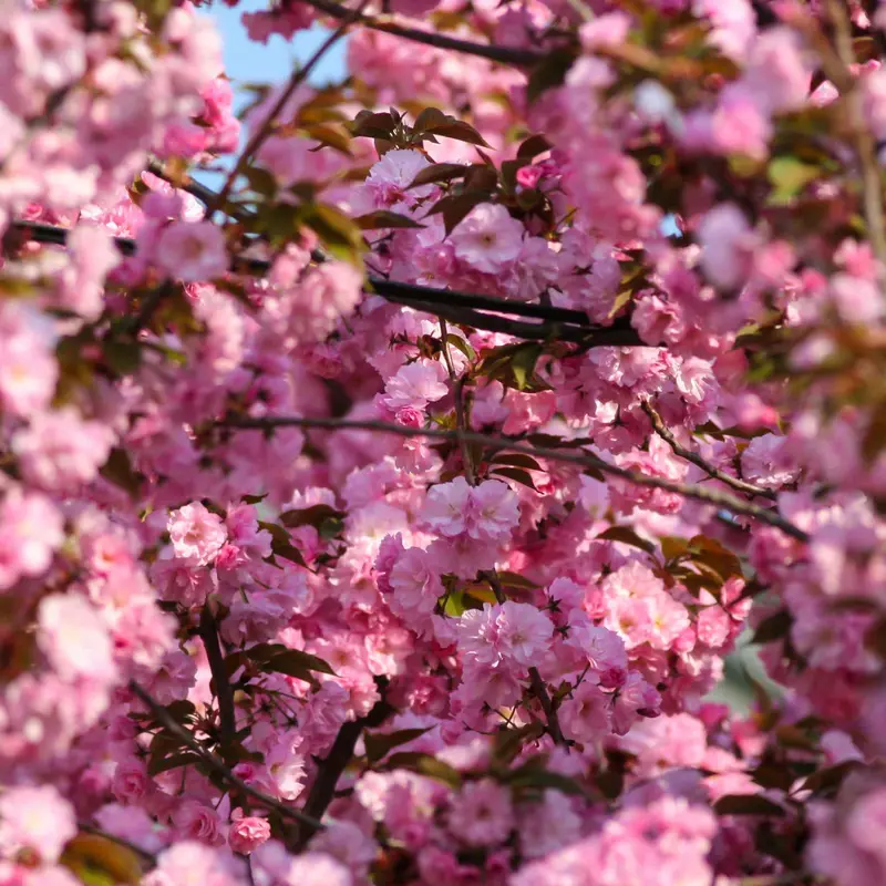 Prunus Royal Burgundy Flowering Cherry Tree 1