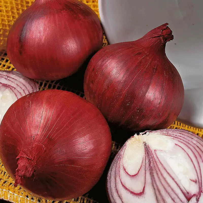 Red Baron Onion Seeds – High-Yield F1 Hybrid 1