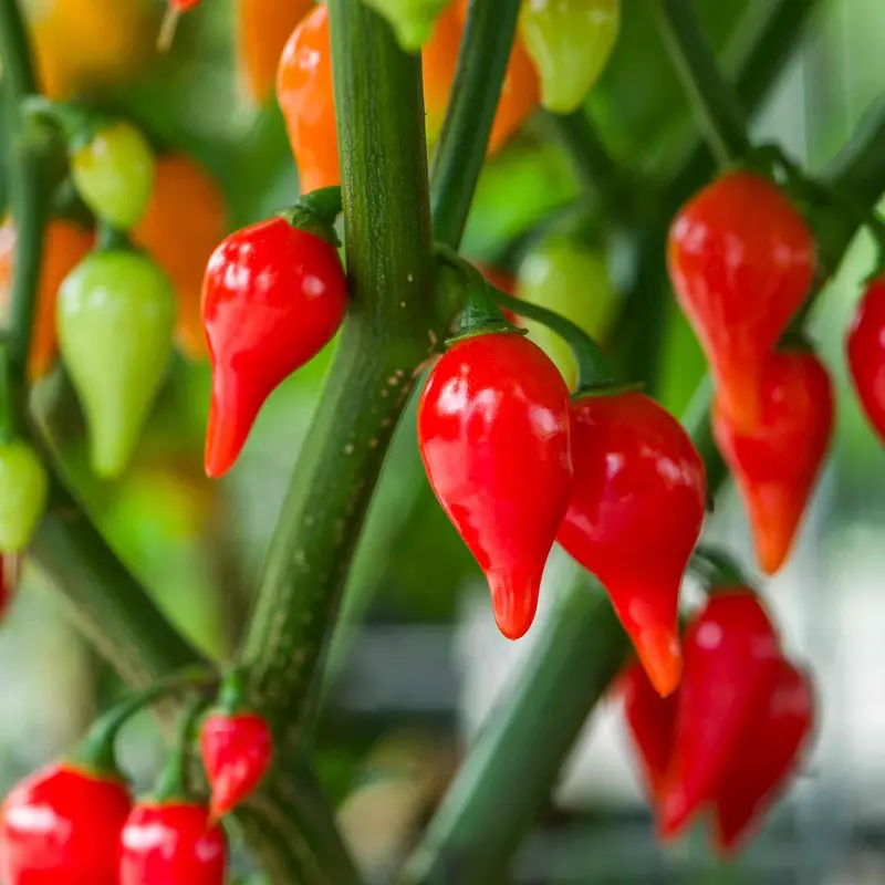 Red Drop Chilli Plant 1
