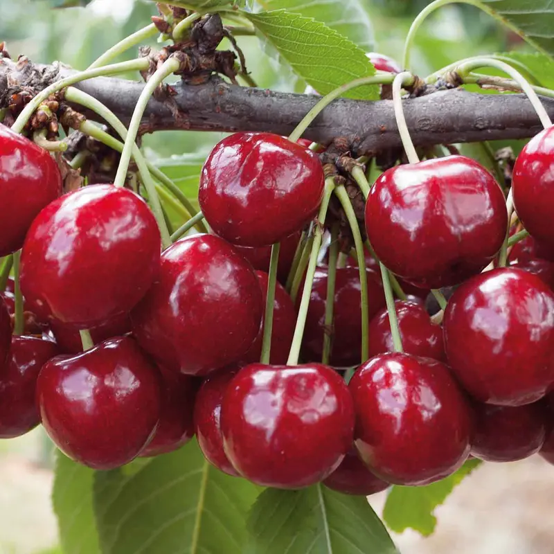 Regina Patio Cherry Tree – Large Dark Sweet Fruit 1