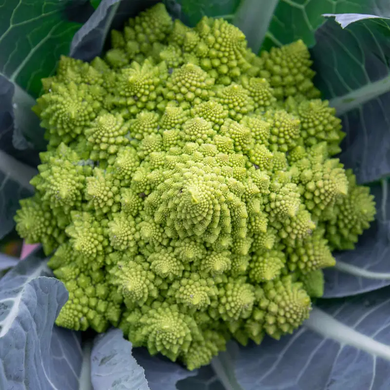 Romanesco Celio Cauliflower Seeds 1