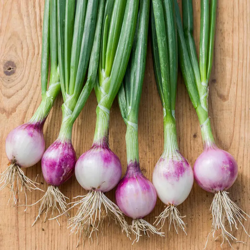 Ruby Red Onion Seeds – Heirloom Bulb Variety For Home Gardens 1