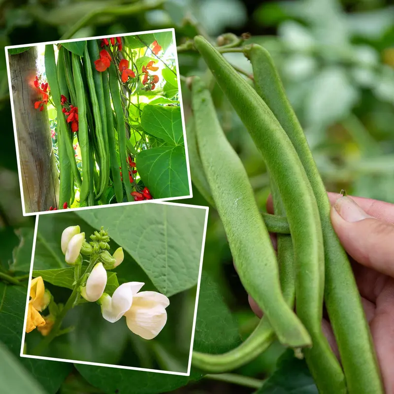 Runner Bean Combo – 'Firestorm' And 'White Lady' Climbing Seeds 1