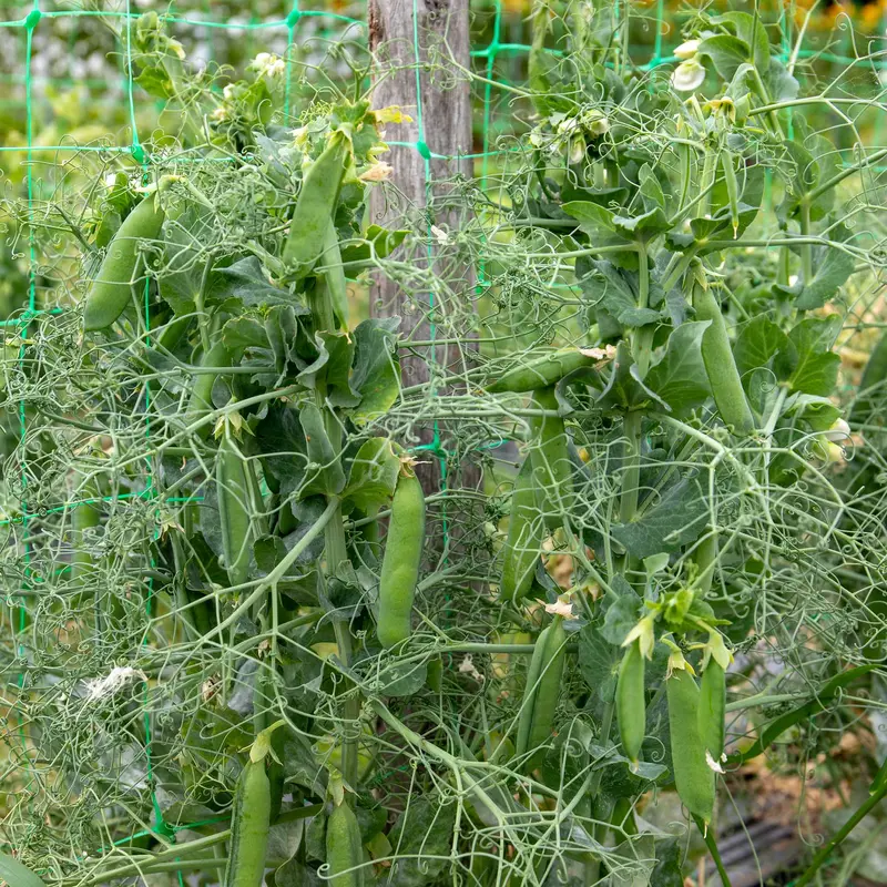 Ruselargo Garden Pea Seeds 1