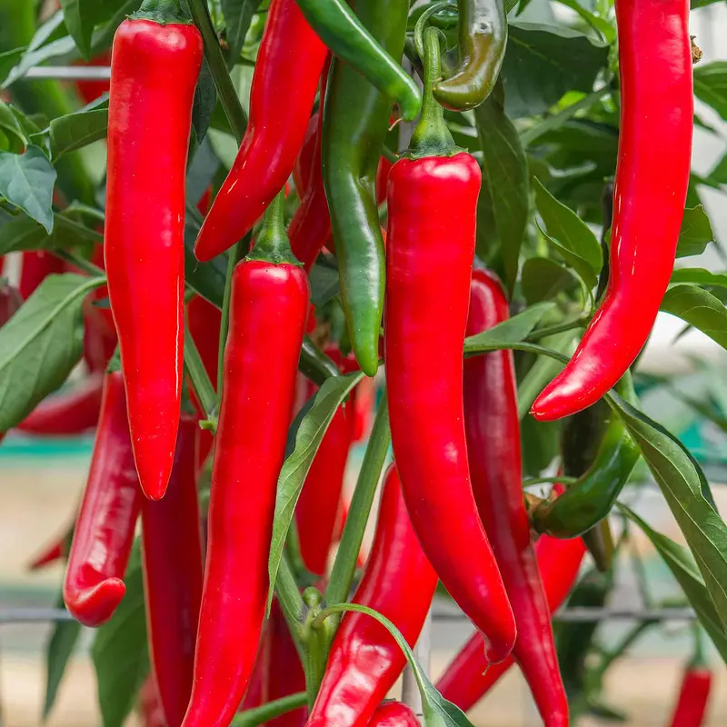 'Sahem' Chili Seeds – Early-Season, Vibrant Red Jalapeño Type 1