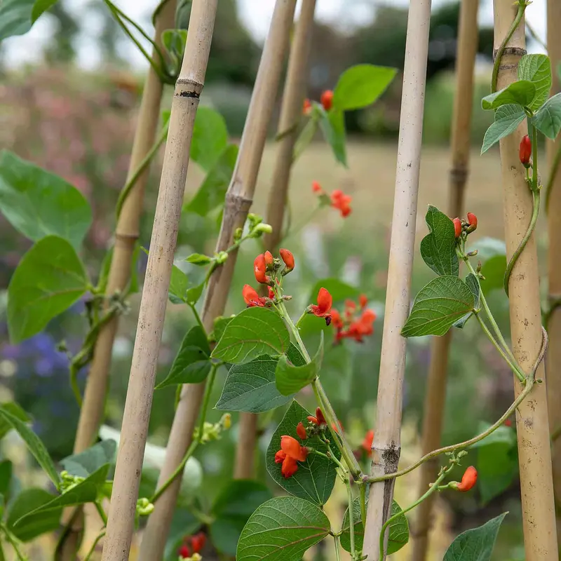'Scarlet Emperor' Runner Bean Seeds – Vibrant Red Flowers & Tender Pods 1