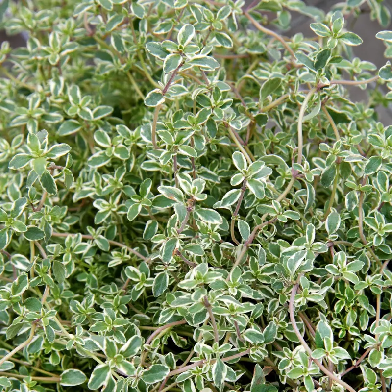 Silver Posie Thyme – Low-Growing, Silvery-Leaved Culinary & Groundcover Herb 1