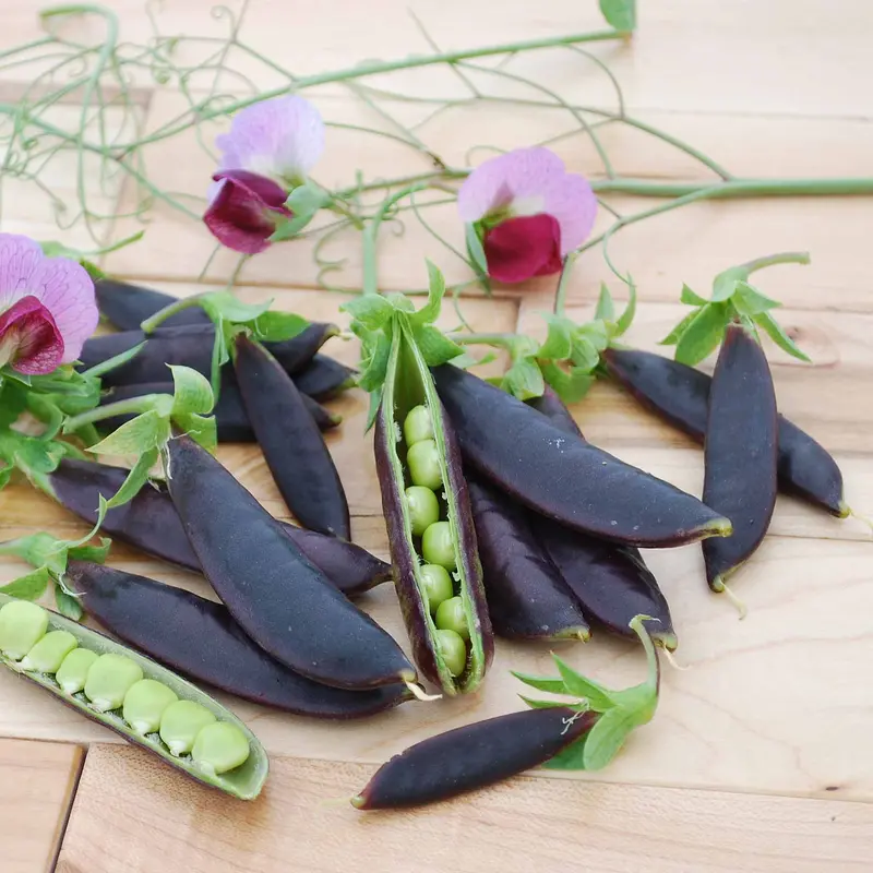 Sugar Purple Magnolia Pea Seeds 1
