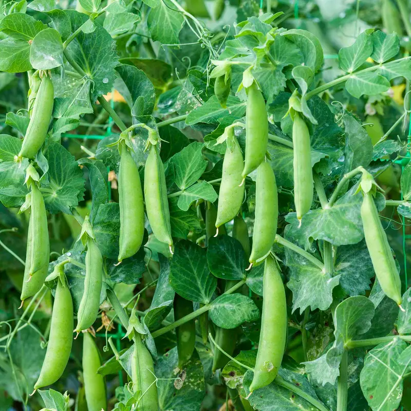 'Sugar Sprint' Organic Pea Seeds – Early, Sweet, And Compact 1
