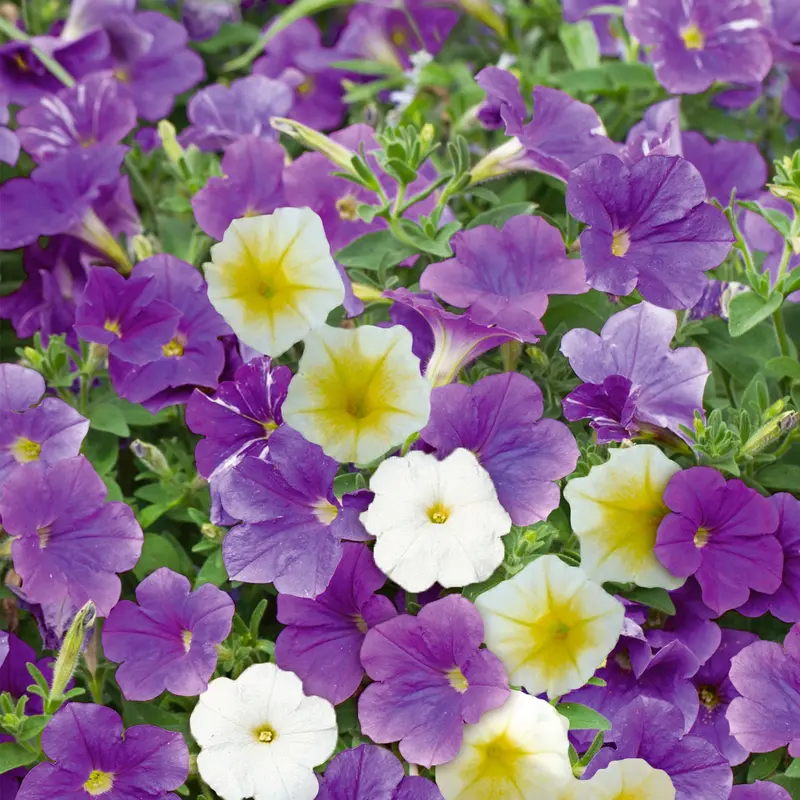Summer Sky Petunia Seed Mix 1