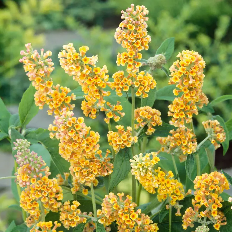 Sungold Butterfly Bush (Buddleja Davidii) 1