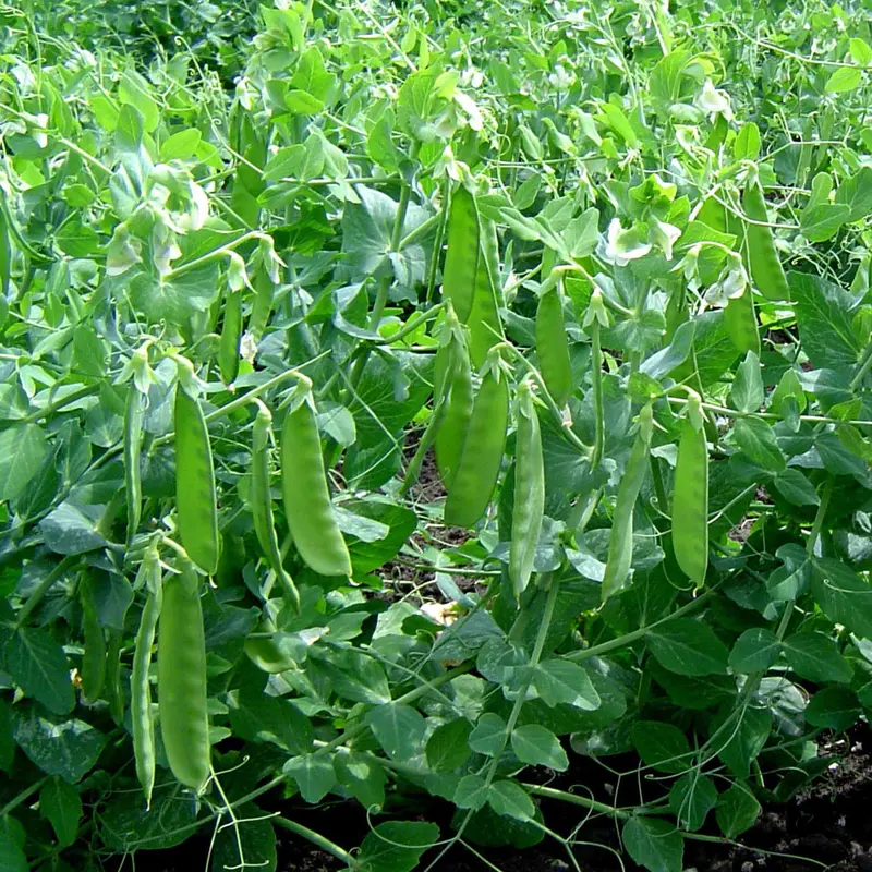 Sweet Horizon Snow Pea Seeds 1