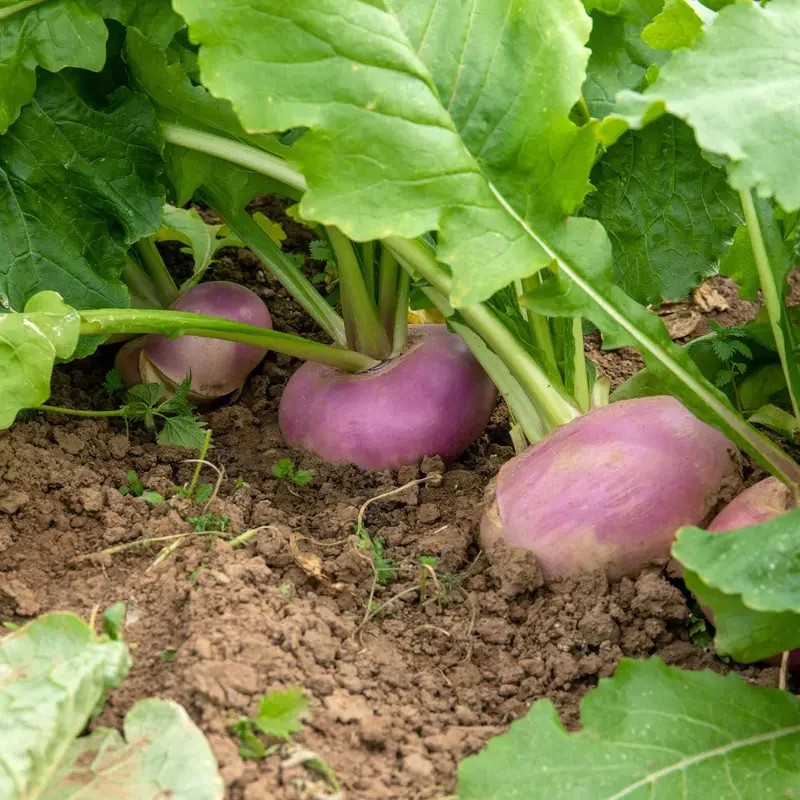 Sweetbell F1 Turnip Vegetable Seeds 1