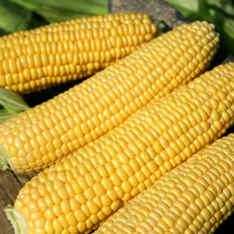 Swift Sweetcorn – Fast-Maturing Dual-Color Type 1