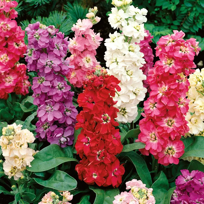 Ten-Week Stock Seeds – Fragrant Early-Flowering Mix 1