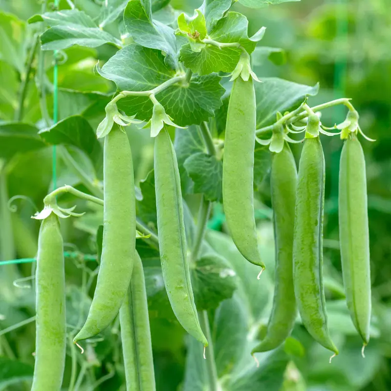 Vivado Garden Pea Seeds 1