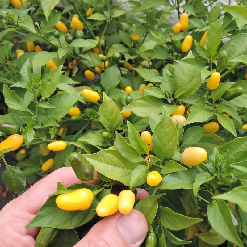 'Vulcain' Chili Seeds – Smoky, Medium-Hot Capsicum Annuum 1