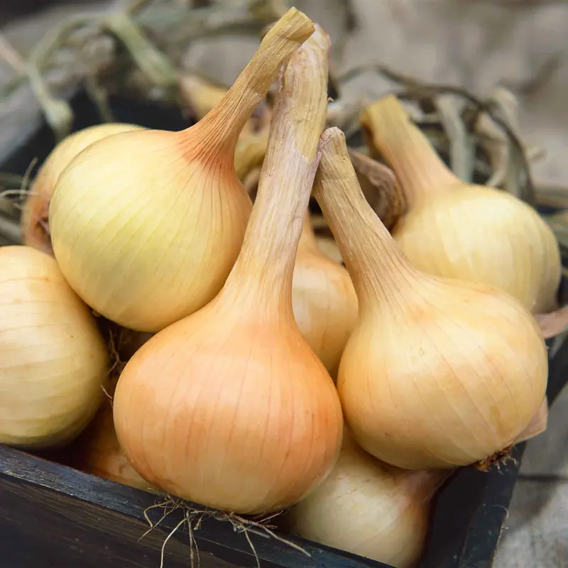 'Walla Walla' Sweet Onion Seeds – Mild & Juicy 1