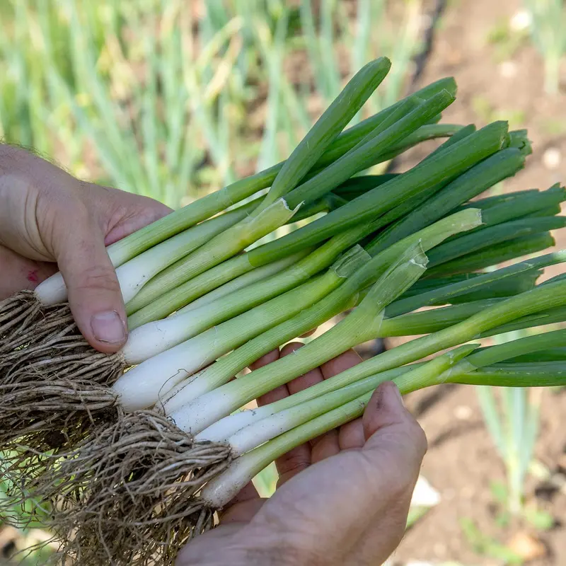 White Lisbon Spring Onion Sets For Autumn Planting 1