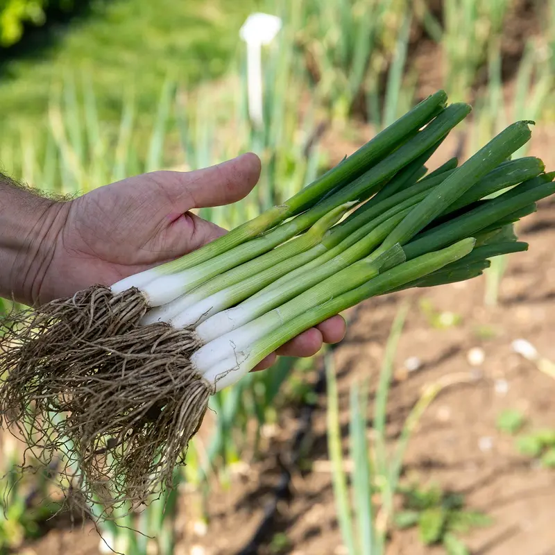 White Lisbon Winter Hardy Spring Onion Seeds 1
