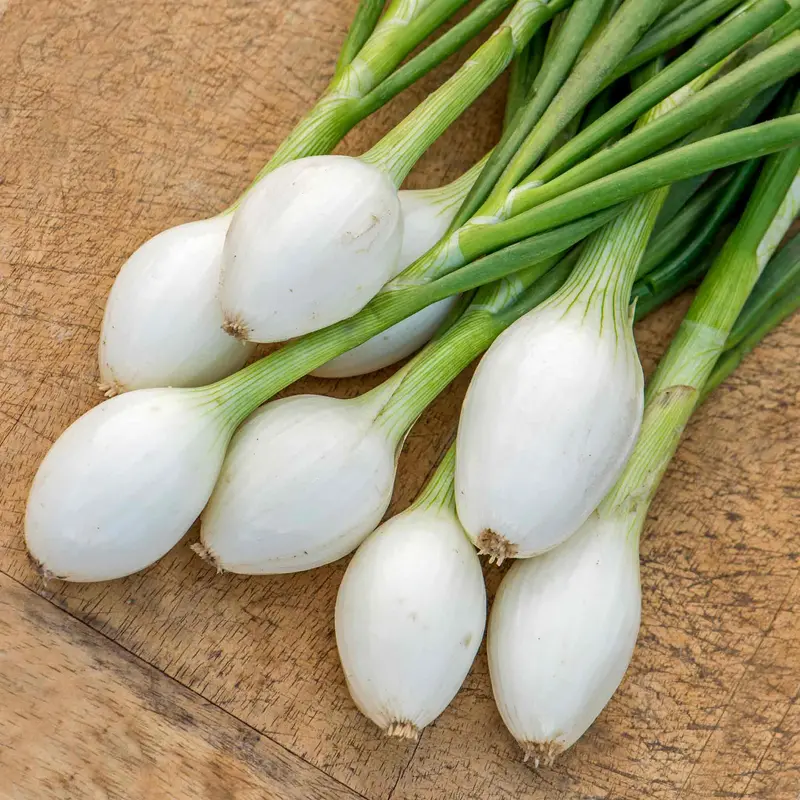 'White Star' Onion Seeds – Long-Day Storage Type 1