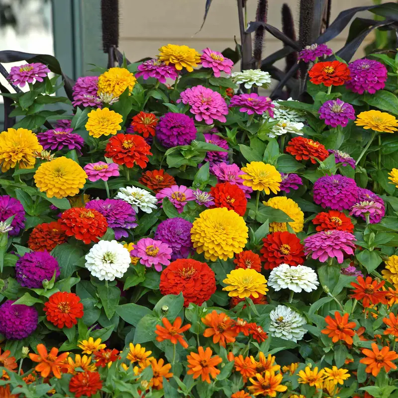 Zesty Zinnia F1 Color Mix Seeds 1